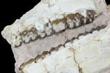 Oreodont (Merycoidodon) Jaw Section - Wyoming #114029-3
